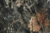 11.2" Dark Colored, Petrified Wood (Araucaria) Slab - Madagascar  - #196758-1
